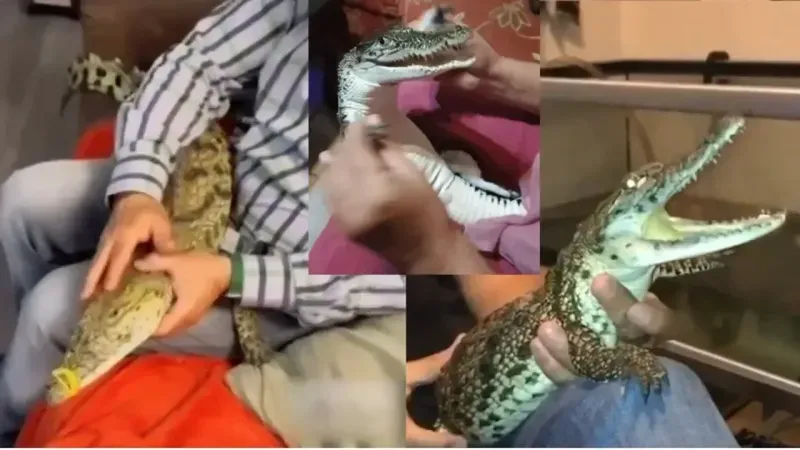 Timsah Tahniti Nedir?