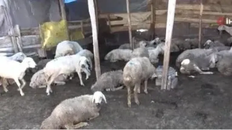Yozgat'ta Ahırda Olağanüstü Doğum! Gördüğü Manzara Karşısında 3 Adım Geriye Kaçtı!