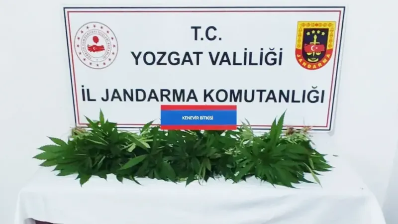 Yozgat Jandarmasından Büyük Operasyon! 4 Kök Kenevir…