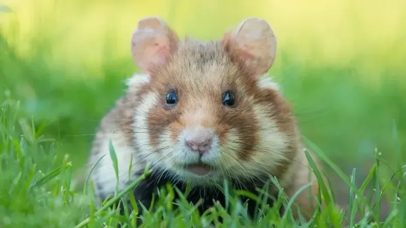 Hamster Kombat Günlük Şifre Kombo Güncel 28 Haziran 2024
