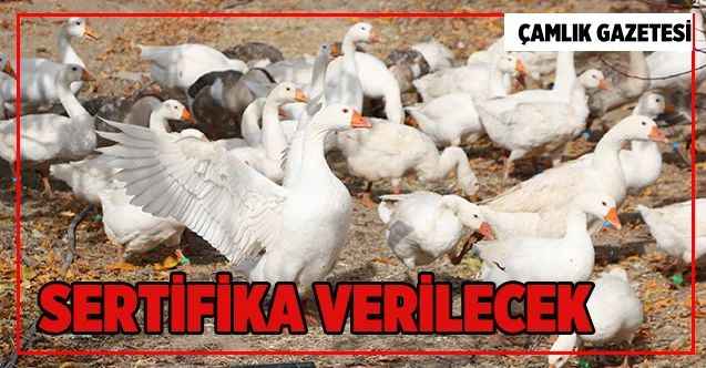 SERTİFİKA VERİLECEK