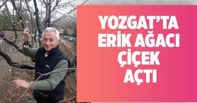 Yozgat’ta erik ağacı çiçek açtı