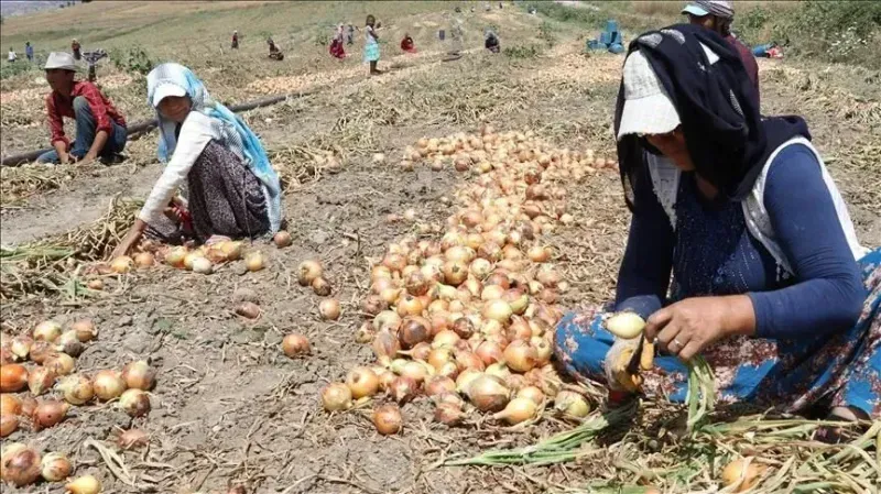 Yozgat'ta Soğan Skandalı: Yetiştirilmesine Rağmen İthalat Şoku!