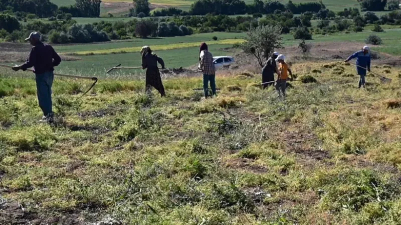 Yozgat Çiftçileri Hasat Döneminde Zor Günler Geçiriyor: Ürünler Satılamıyor