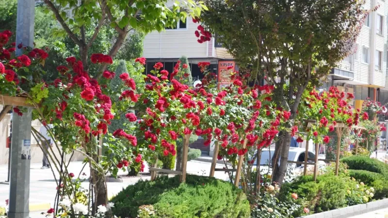 Yozgat'ın Caddeleri Gül Kokuyor!