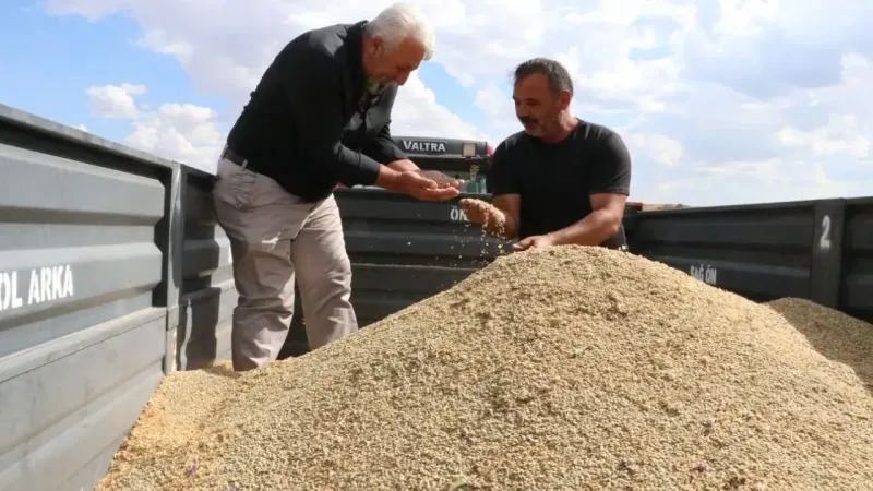 Yozgat'ta Yeşil Mercimek Ekimi Rekor Kırdı: 170 Bin Dekardan 224 Bin 265 Dekara!
