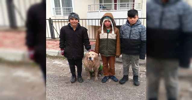 Çocuklar sokak köpeğine üşümesin diye tişört giydirdi