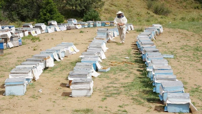 Yozgat Çamlık Milli Parkında Kuruldu! Tam 400 Kapasiteli! Büyük Destek Sağlayacak!