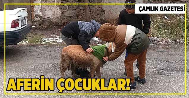 Çocuklar sokak köpeğine üşümesin diye tişört giydirdi