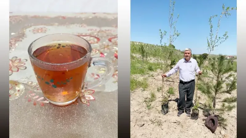 Yozgat’ta Onlarca Orman Oluşturan Oksijen Adamın Ihlamurları Çay Oldu!