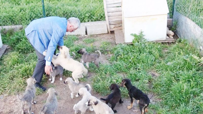 Yozgat’tan Örnek Proje: Sokak Hayvanları İçin 'Evcil Köy’