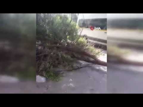 Sincan'da akıl almaz kaza: kırılan ağaç bakın nereye düştü!
