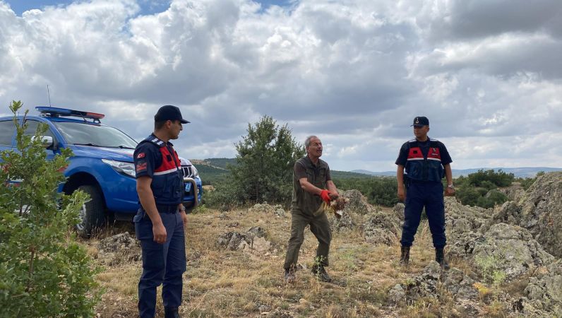 Yozgat'ta Jandarma Bulmuştu: Yaralı Kızıl Şahin Doğaya Salındı