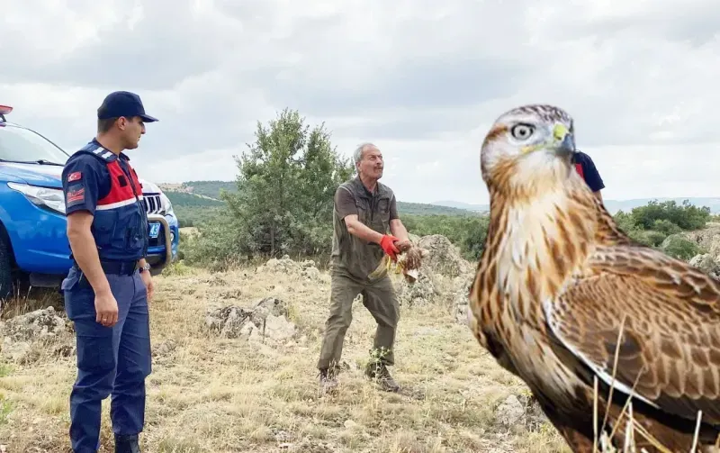 Yaban hayatının Yozgatlı kahramanından 'Kızıl Şahin Operasyonu'... Jandarma da destek verdi!