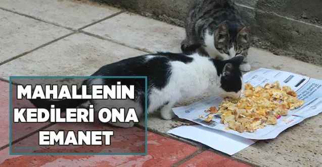 Mahallenin kedileri ona emanet