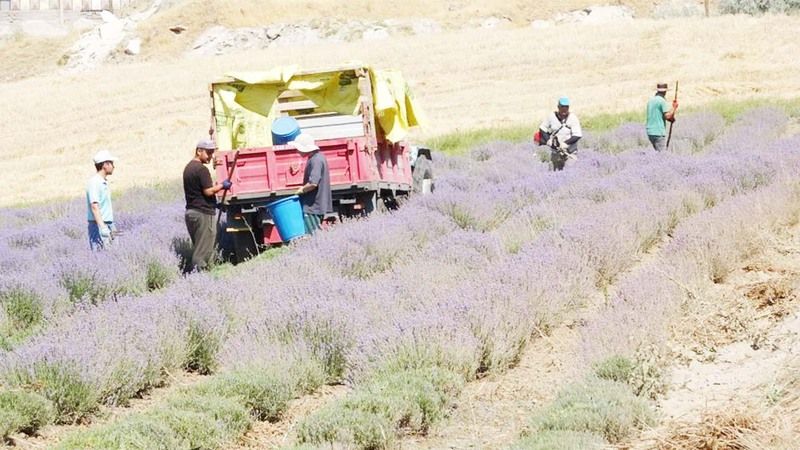Yozgat’ta Hububata Alternatif Ürün! 8 Dönümde 15 Bin Fide…