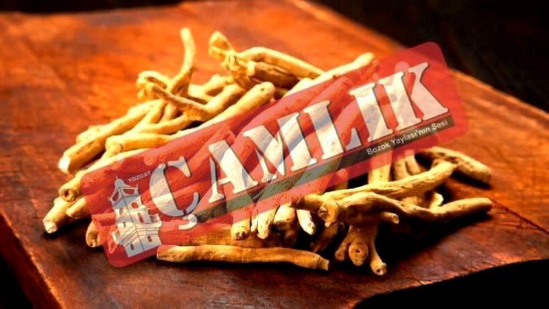 Ashwagandha Türkiye'de Neden Yasak? Sebebi Nedir?