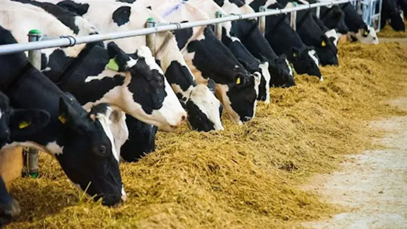 Yozgat'ta Hayvancılıkta Yeni Dönem: Destekleme Modeliyle Büyük Değişim