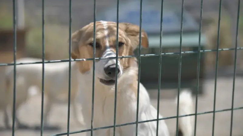 Belediye İddialara cevap verdi... Sokak köpekleri!...