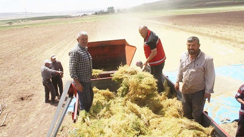 Yozgat’ta Yerli Mercimeklerle Yüksek Verim!