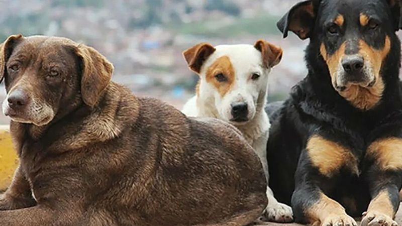 Sokak Hayvanları Yasası Güncellendi Yeni Maddeler Neler?