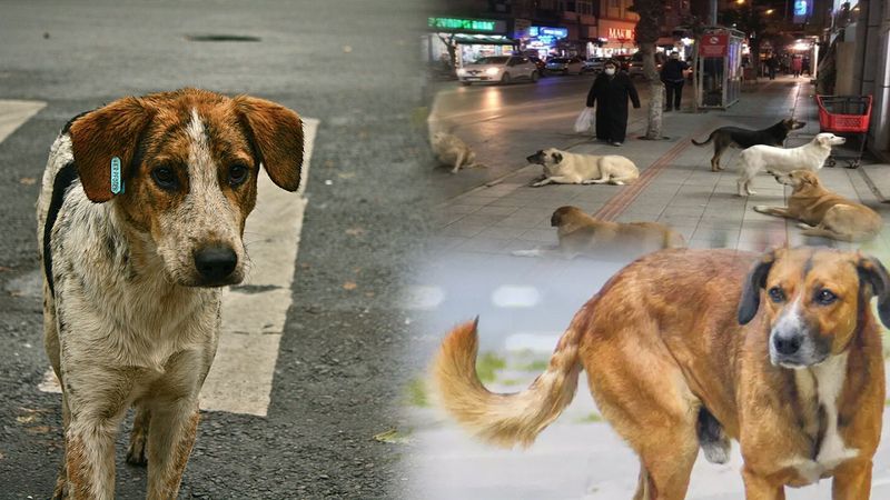 Diyanet Açıkladı: Sokak Köpeklerinin Uyutulması Caiz mi?