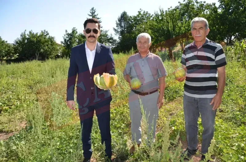Verim Yüksek Olacak! Aydıncık’ın Ünlü Bağrıbütün Kavunu Hasadı Başladı