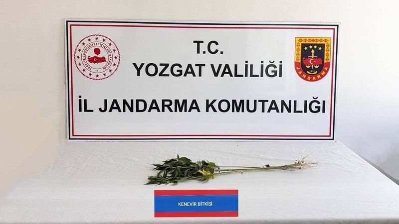 Yozgat'ta Jandarmadan Kenevir Tarlası Baskını!