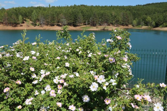 Yozgat Çamlığı Milli Parkı Nerede, Nasıl Gidilir? Yozgat Çamlığı Milli Parkı Yol Tarifi ve Giriş Ücreti