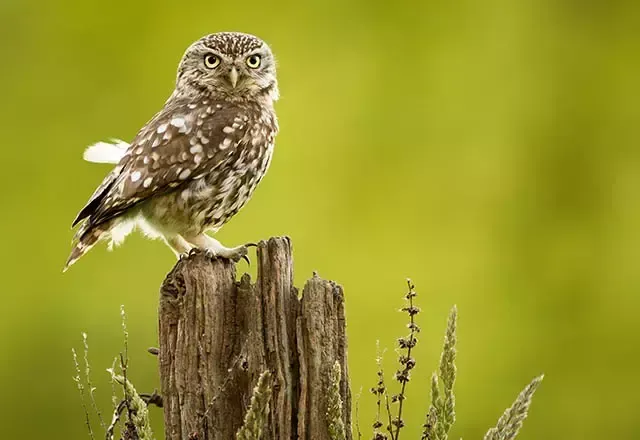 Kukuav Nedir, Kukumav Kuşu Gibi Ne Demek?