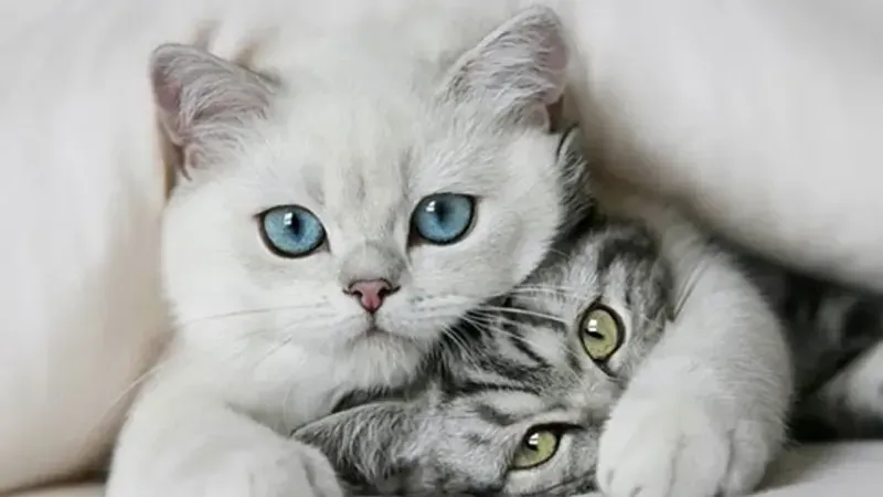 Rüyada Kedi Görmek Ne Demek? Rüyada Kedi Görmenin Alameti Nedir?