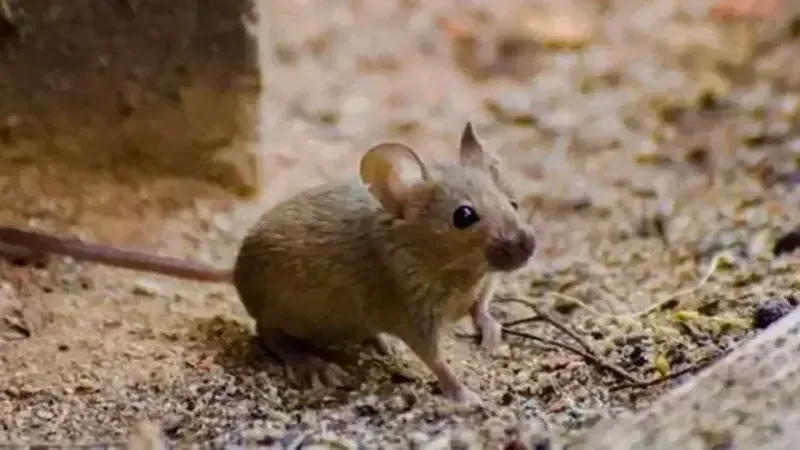 Rüyada fare görmek ne anlama gelir? Rüyada fare görmek ne demek?