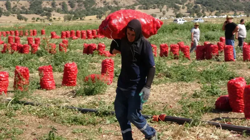 Yozgat'ta Soğan Hasadı Başladı: Fiyat Farkları Çiftçiyi Üzüyor