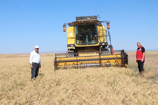 Yozgat’ta Nohut Hasatları Başladı: Çiftçiler Verimden Memnun
