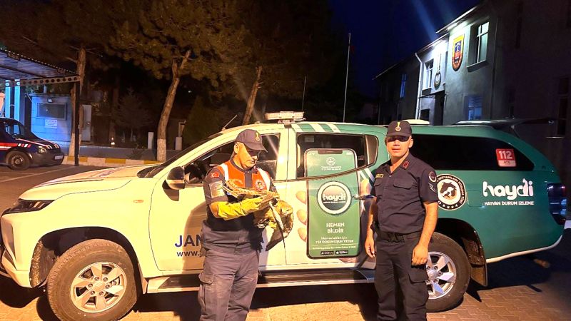 Yozgat İl Jandarma Komutanlığı HAYDİ Ekipleri, Yaralı Şahin'i Kurtardı