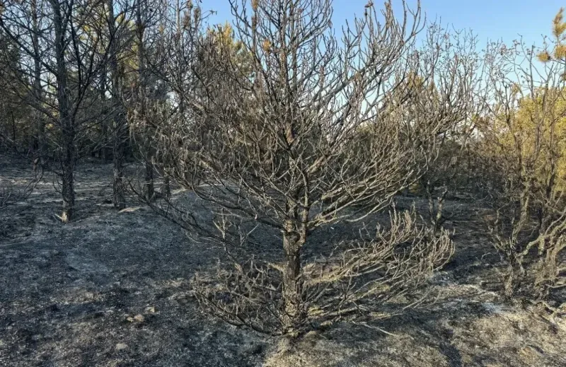 Yozgat'ta Son Dakika Orman Yangını Gelişmesi!