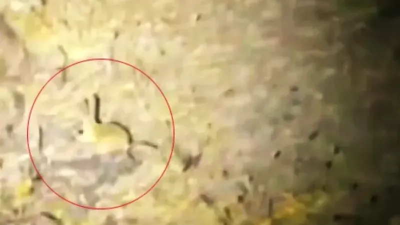 Kırmızı Listede Bulunan Nadir Tür, Yozgat'ta Görüntülendi