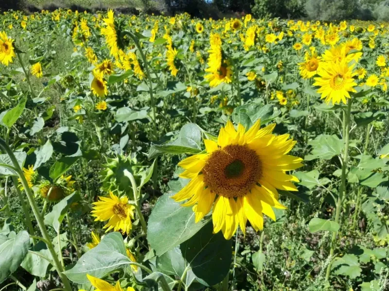Yozgat o alanda da var! Yüksek rekolte kaliteli verim!
