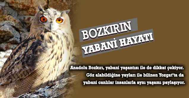 Anadolu Bozkırı'nın Yabani Yaşantısı. Puhu Kuşları Yenifakılı'da Görüntülendi