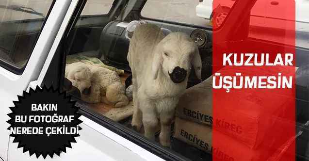 Kuzular Üşümesin... Bakın Bu Fotoğraf Yozgat'ın Hangi İlçesi'nde Çekildi