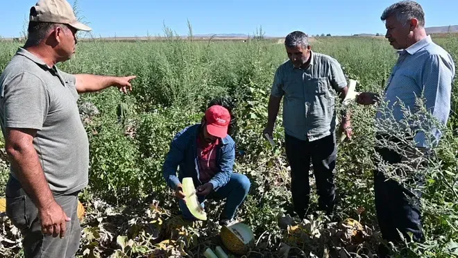 Yozgat'ta Kavun-Karpuz Krizi: Üreticiler Çığlık Attı, Ürünler Çöpe Mi Gidecek?