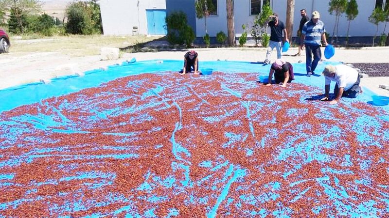 Yozgat’ta 4 Farklı Türde Yetişiyor! Uzak Doğunun Gözdesiyle 4.5 Milyonluk Gelir…