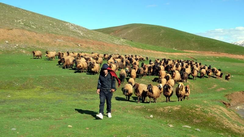 Çobanlara Müjde Devletten Geldi! 2024-2026 Çoban Desteği Nasıl Alınır?