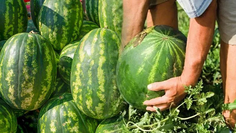 Tüm Türkiye'yi Serinleten Lezzet Yozgat Sekili Karpuzu