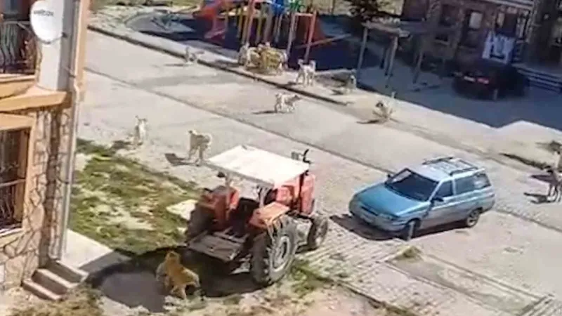 O şehirde sürüyle geziyorlar: korkunun yürüyen hali! Yozgat'ta da her an karşınıza çıkabilir