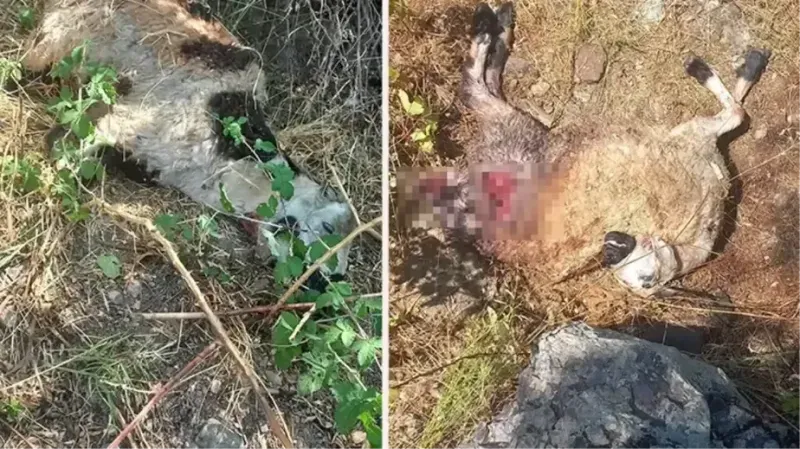 Sokak Köpekleri Ağıla Çöktü: 19 Koyun Telef Oldu!
