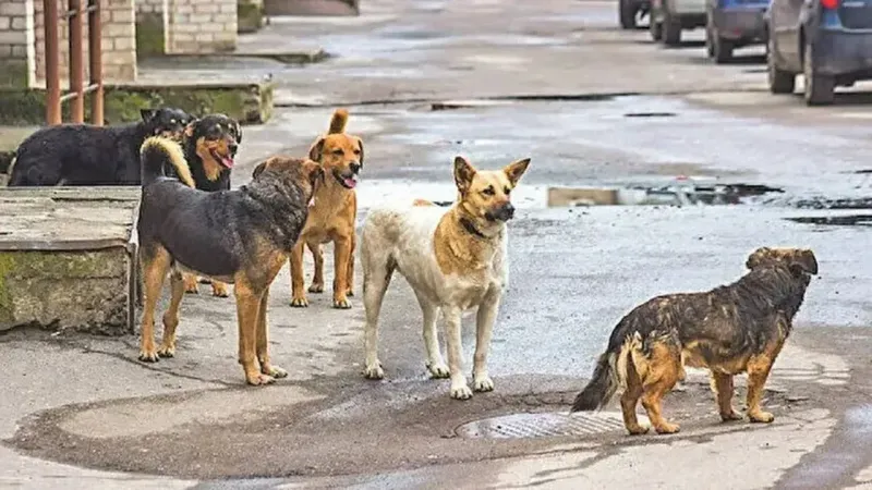 Kıtmirin selamı var ne demek?