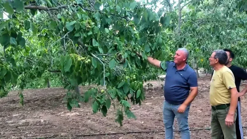 Komşunun Dalları Para Basıyor: Hem Tescilli Hem Pazarı Var