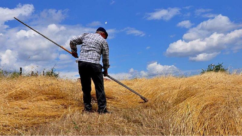 Su ve Gübre Olmadan Yetişen Siyez Buğday Yozgat'ta yetişir mi?