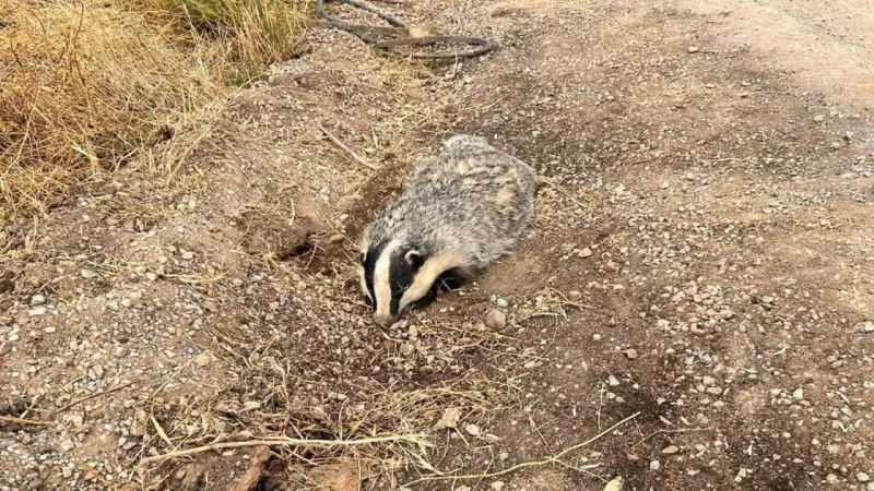 Kırıkkale'de yaralı bulundu: Yozgat'ta da görülmüştü